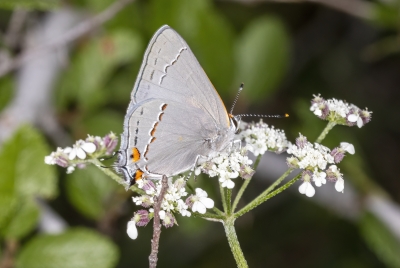 Gray Hairstreak 